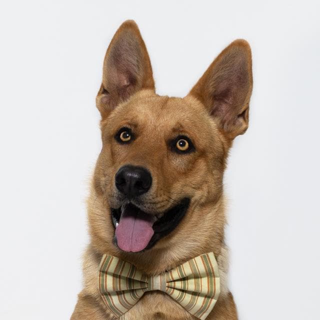 Rodney - German Shepherd Dog