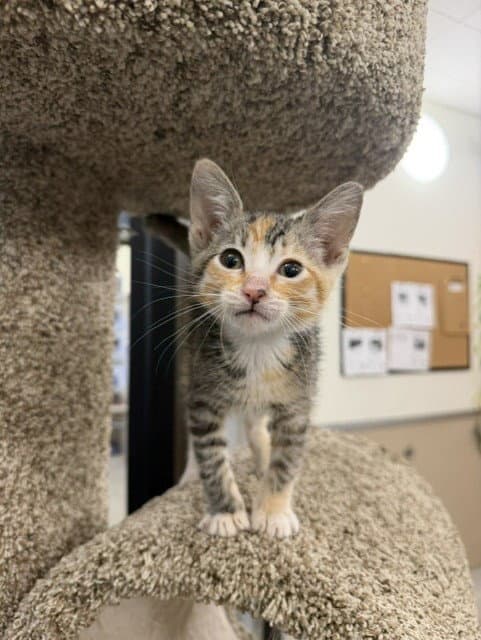 Chica - Domestic Short Hair
