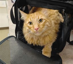 Simba image 1