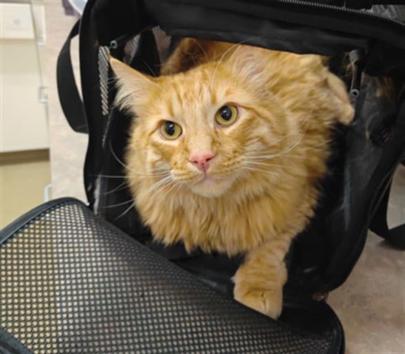 Simba