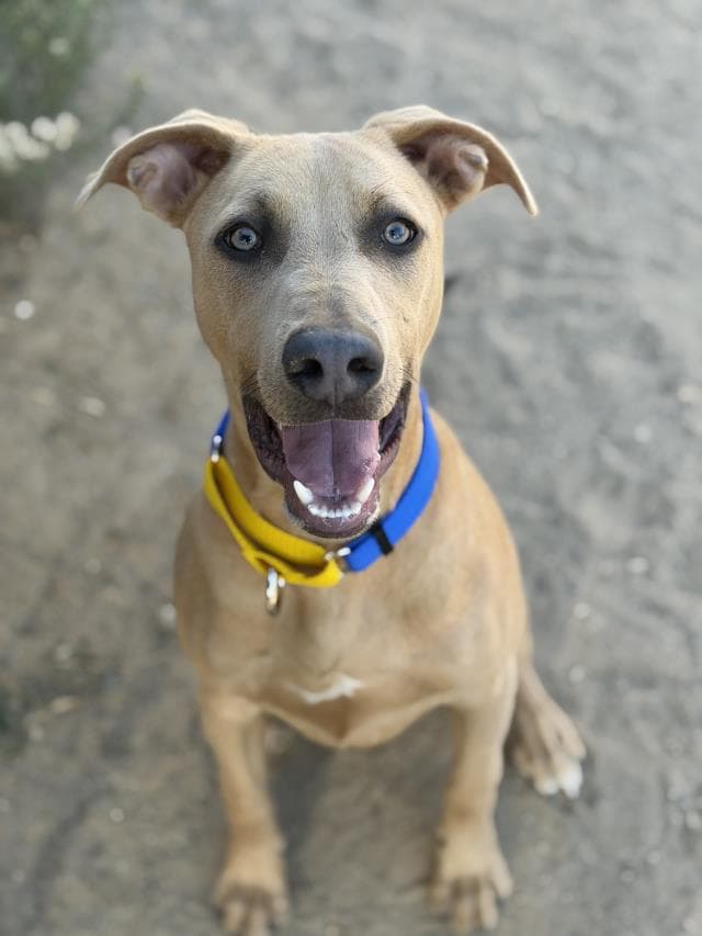 Bandit - Pit Bull Terrier