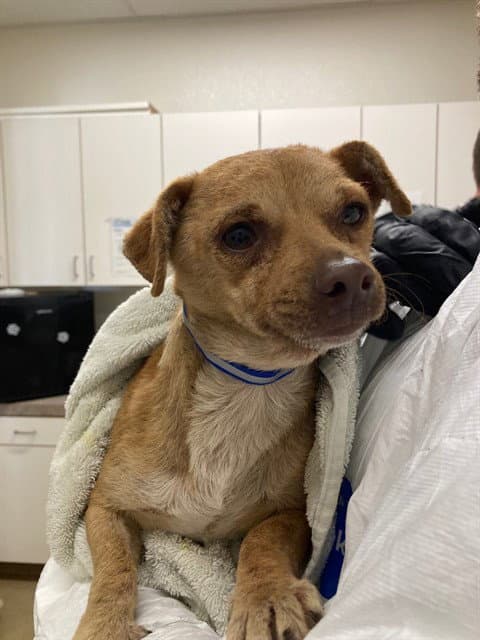 Kuzco - Chihuahua