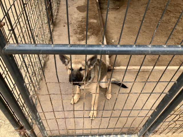 Dakota - German Shepherd Dog