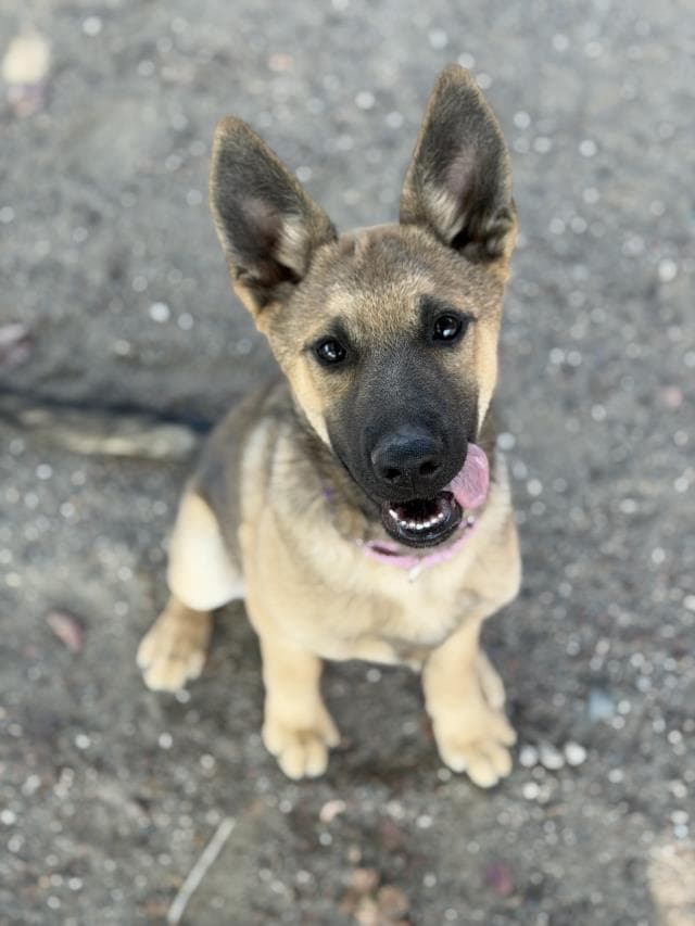 Dakota - German Shepherd Dog
