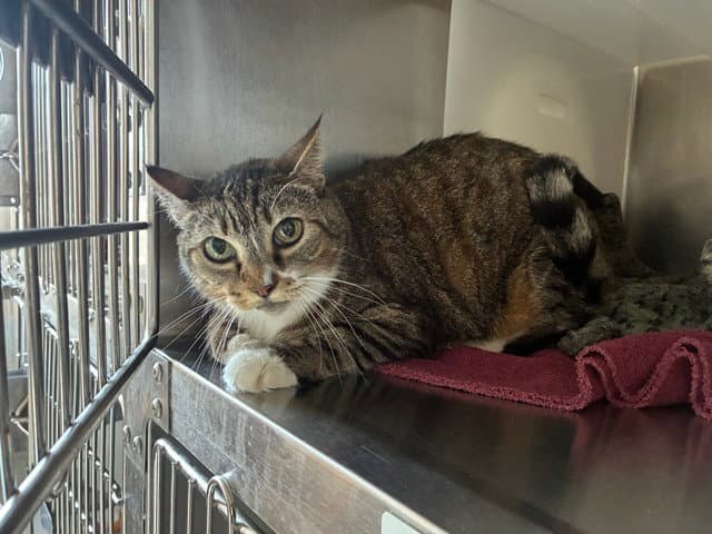 Grace - Domestic Short Hair