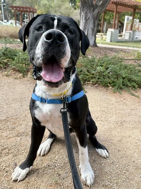 Baloo - Great Dane