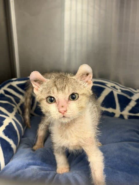 Blossom - Domestic Short Hair
