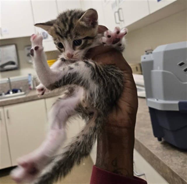 Chester - Domestic Short Hair