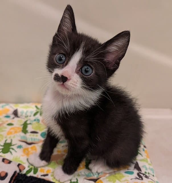 Moose - Domestic Short Hair