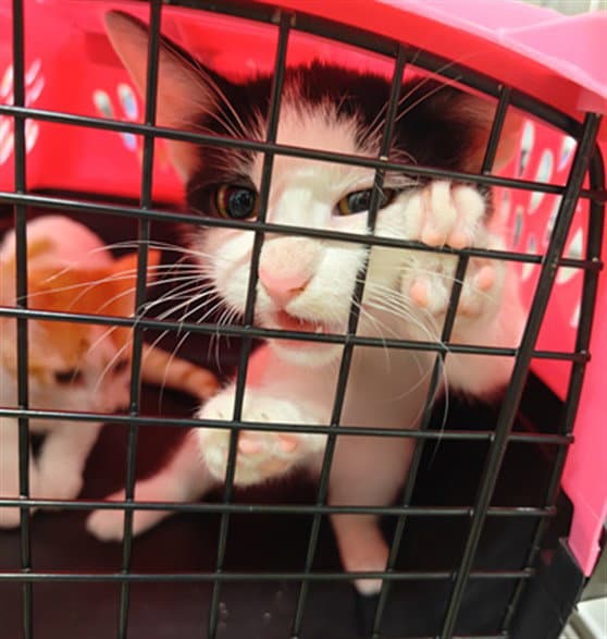 Mikey - Domestic Short Hair
