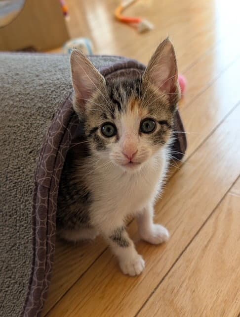 Toffee - Domestic Short Hair