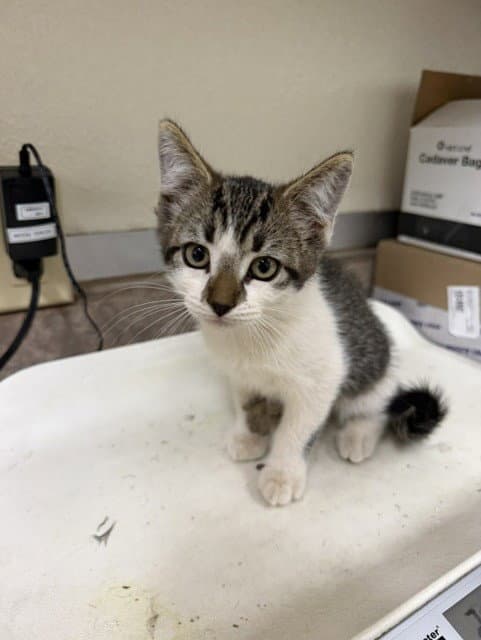 Jeff - Domestic Short Hair