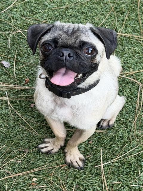 Chloe - Pug