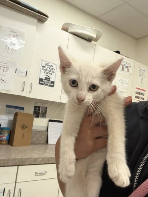 Yeti - Domestic Short Hair
