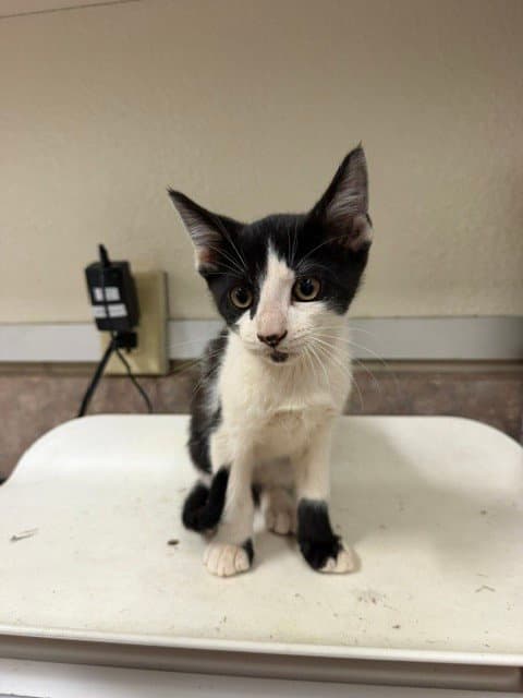 Chip - Domestic Short Hair