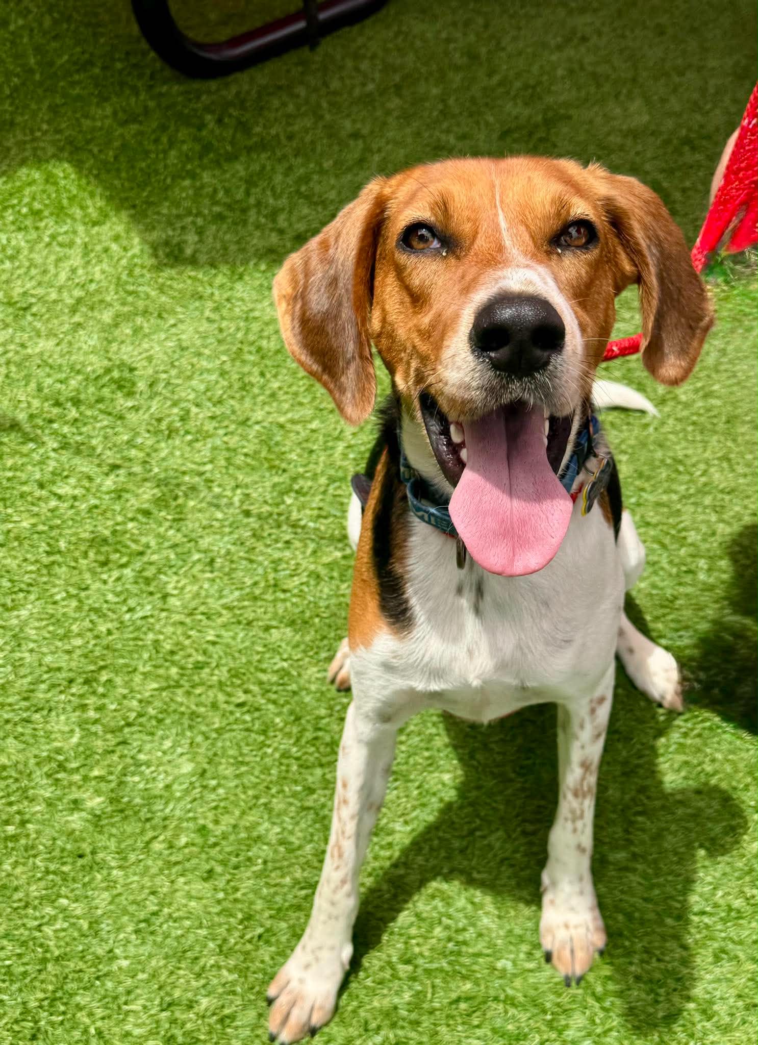 Winston - American Foxhound