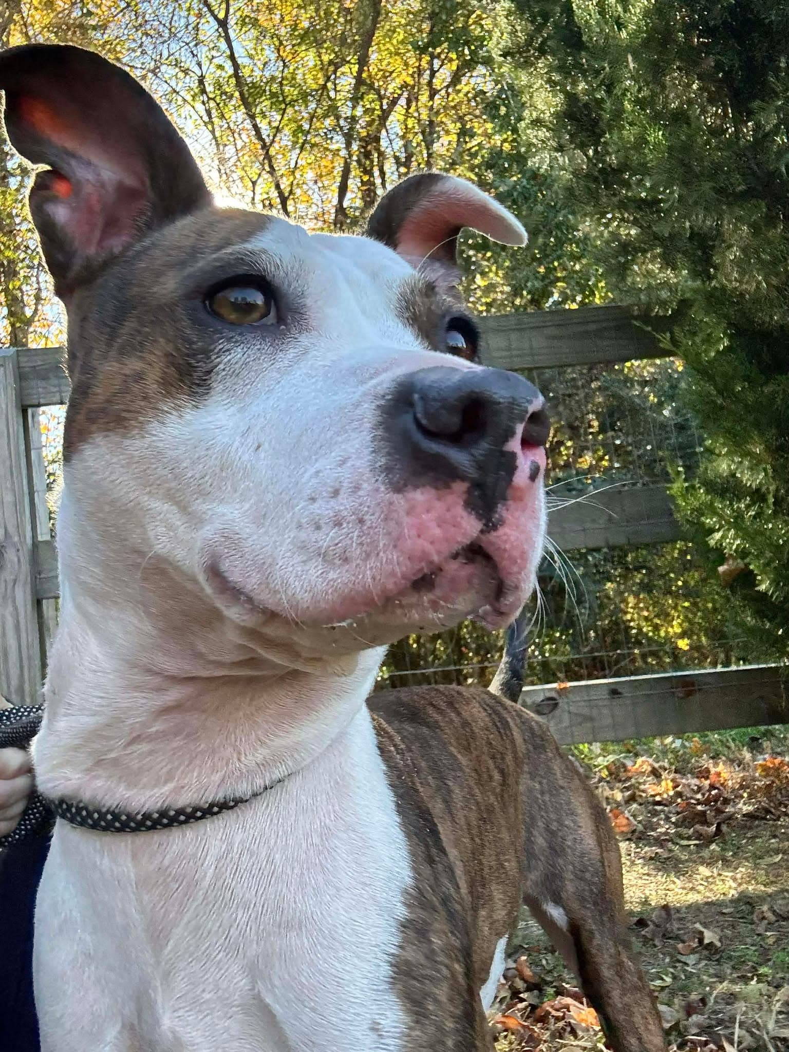Mamba - Terrier