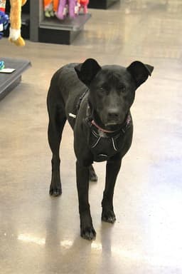Lucy image 2