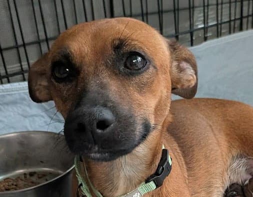 Chica - Chihuahua