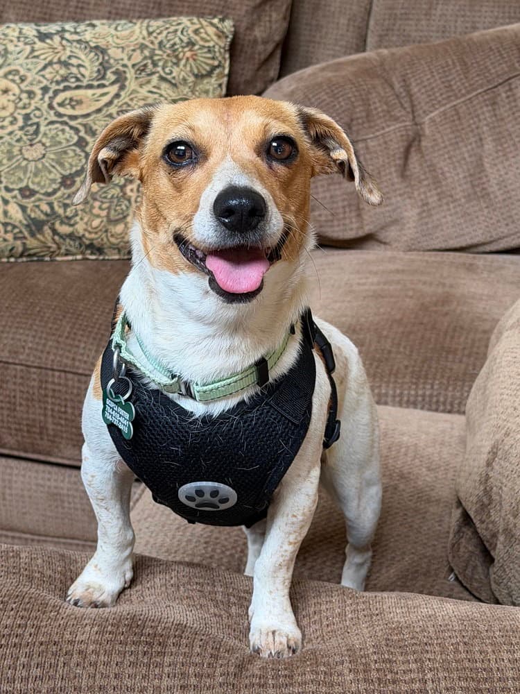 Faith - Jack Russell Terrier