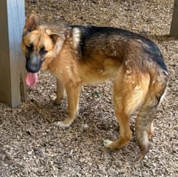 Maximus image 1