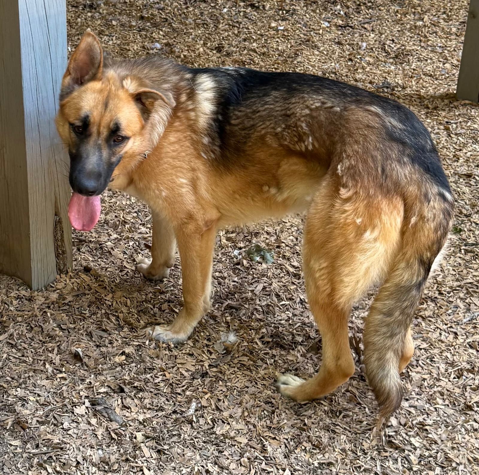 Maximus - German Shepherd Dog