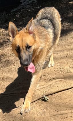 Maximus image 2