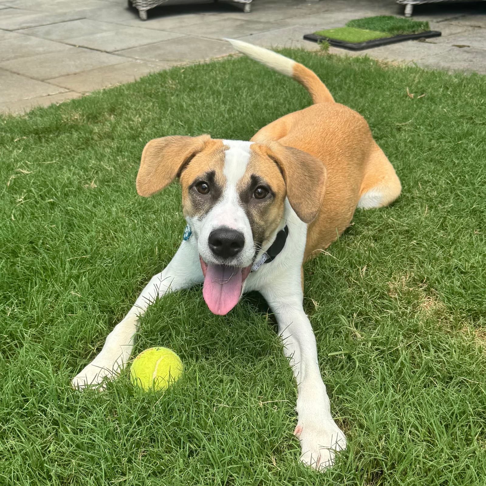 Glenn - Hound