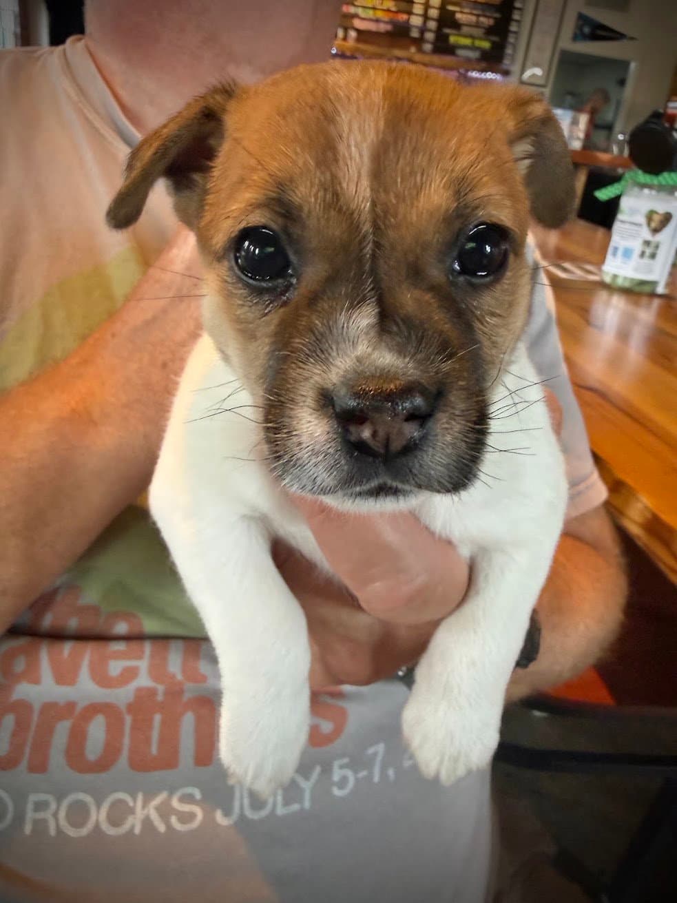 Mariana - Chihuahua