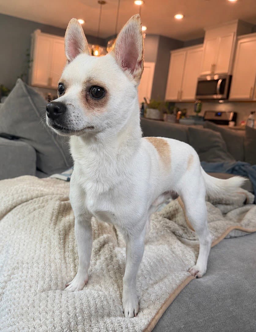 Miguel - Chihuahua