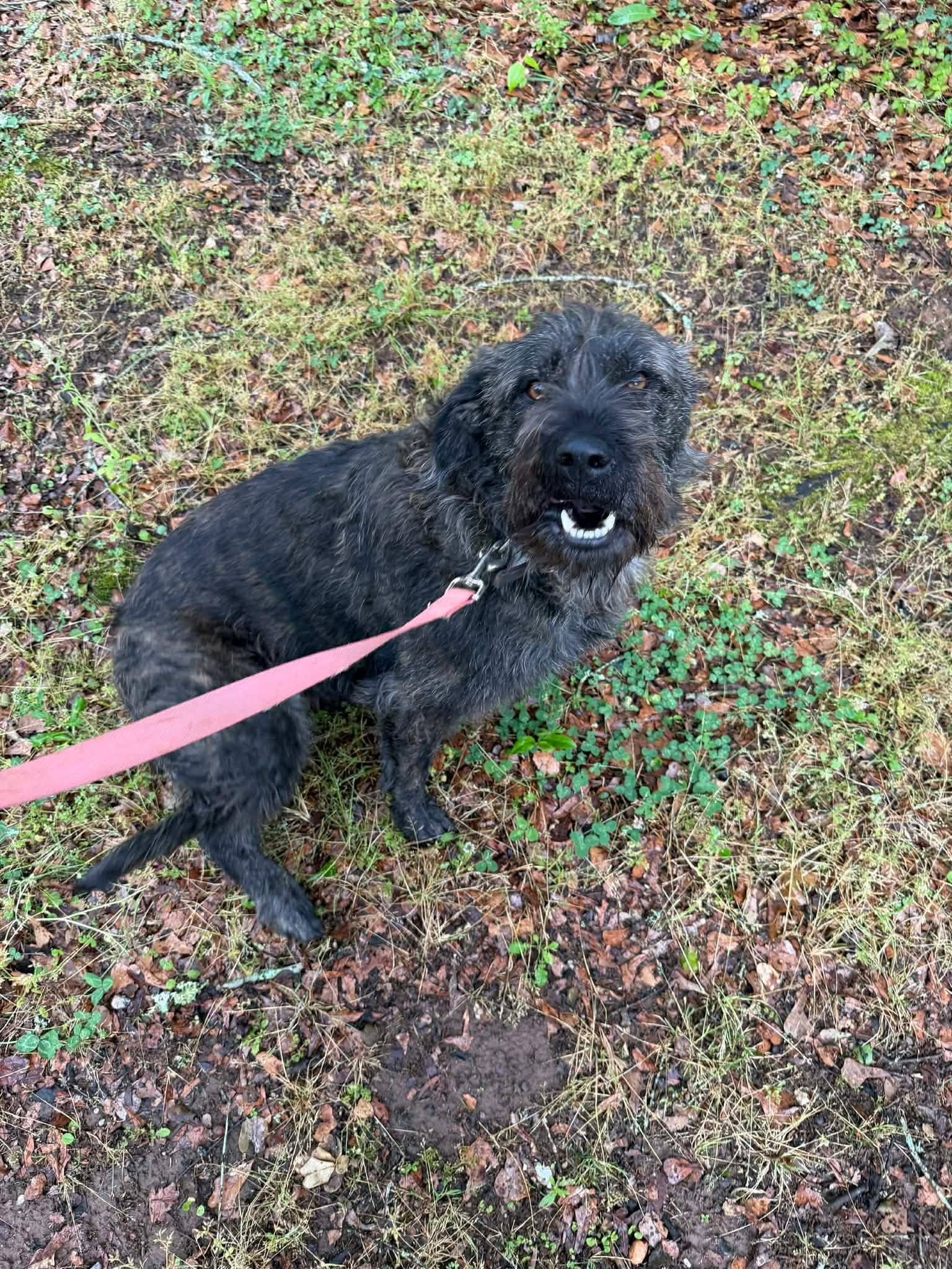 Ellie - Giant Schnauzer