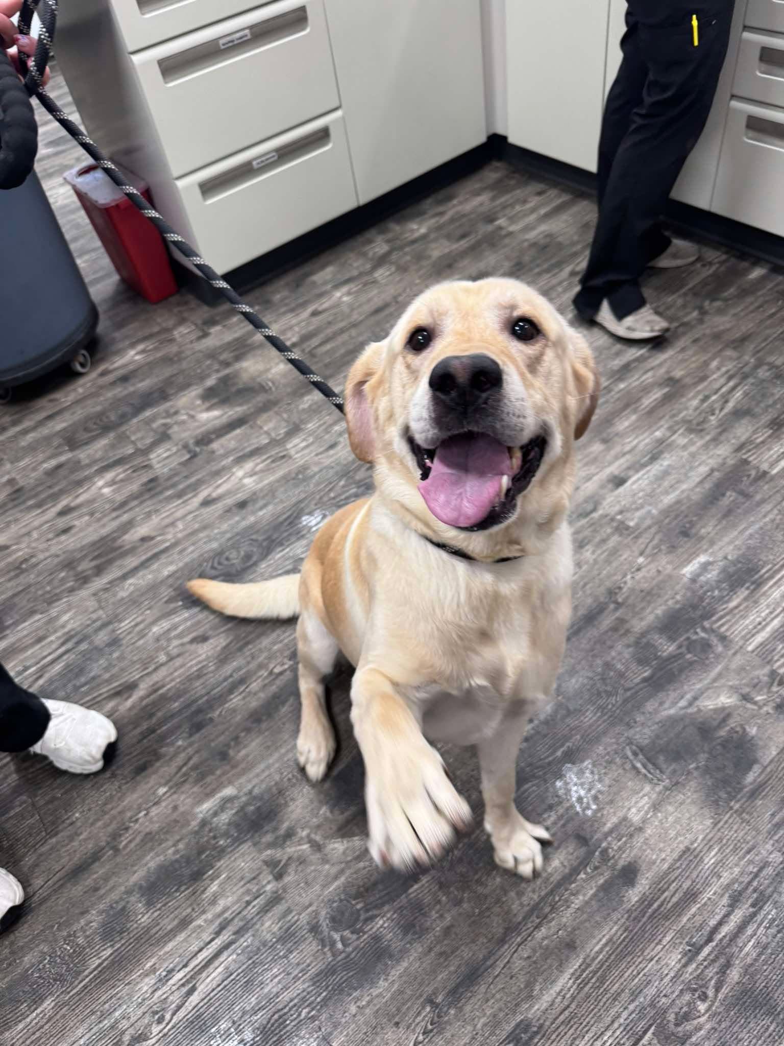 Mitchell - Labrador Retriever
