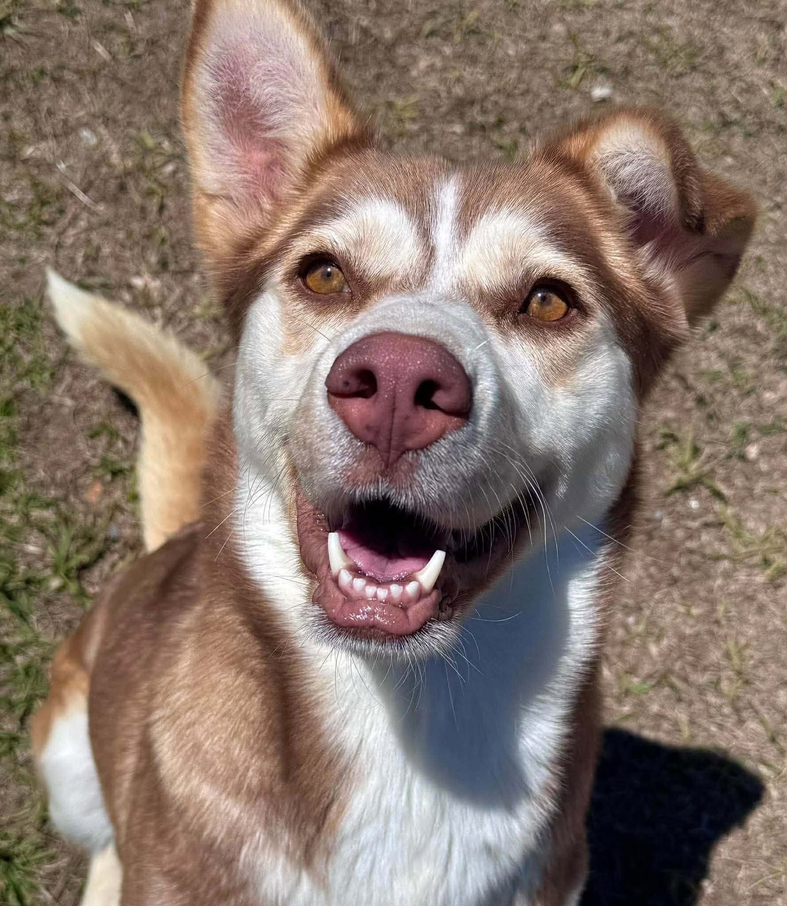 Fern - Siberian Husky