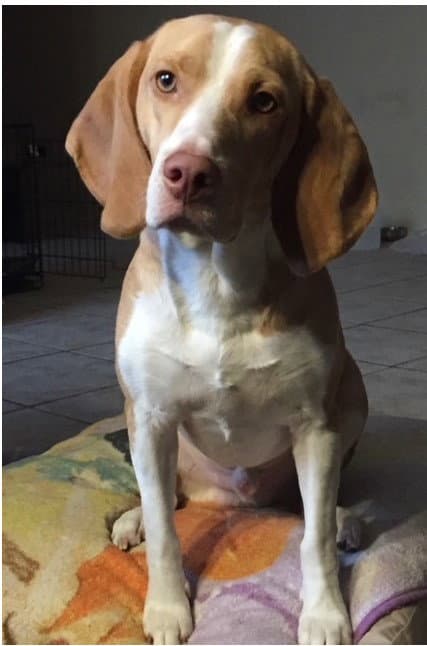 Legba - Beagle