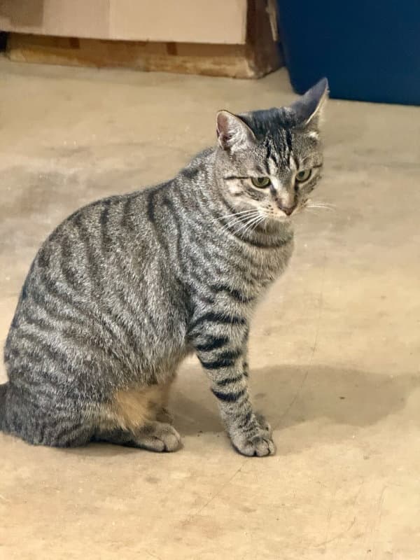 Karla - Calico