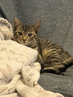 Tiny Tina image 1