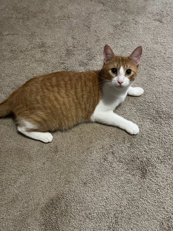 Mr Katt - Tabby