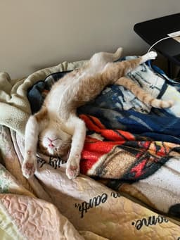 Mr Katt image 2