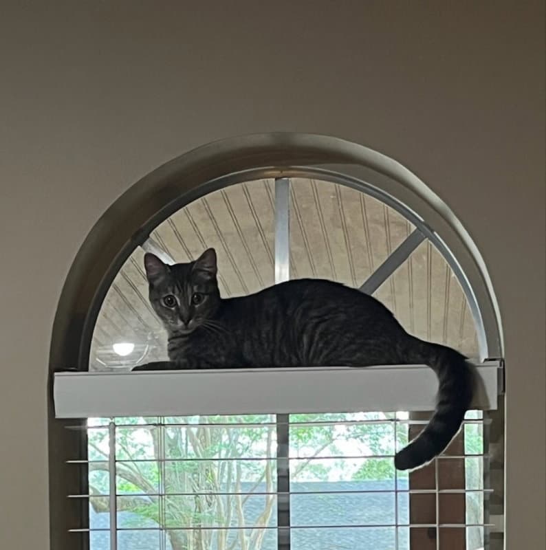 Little Girl - Tabby