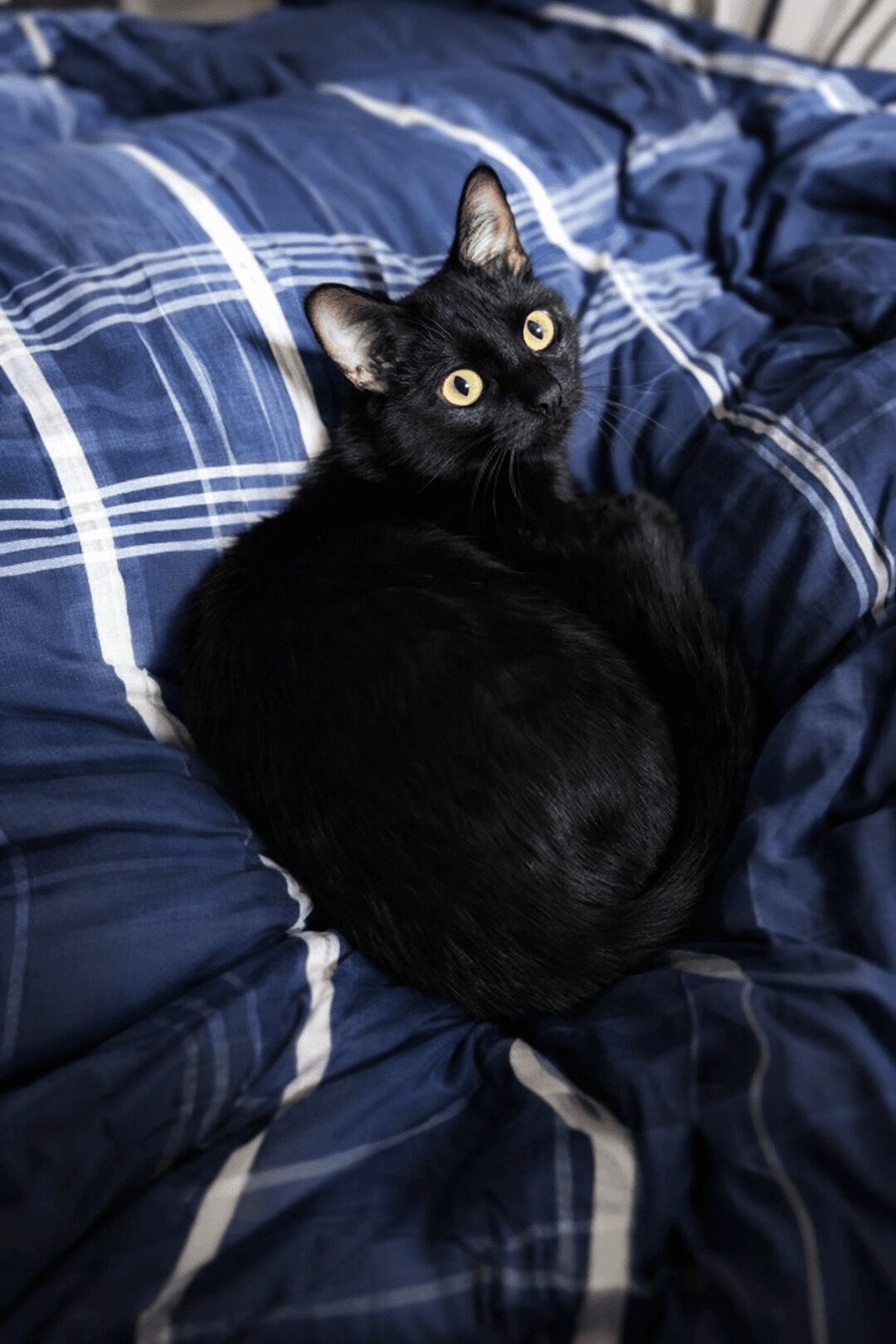 Luigi - Domestic Short Hair