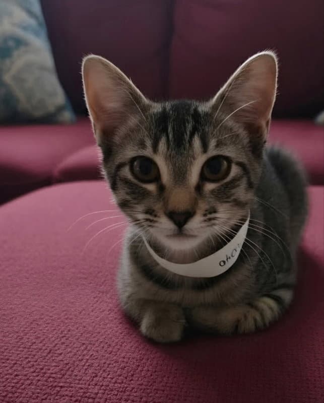 Cove - Tabby