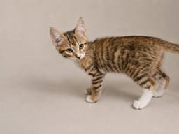 Boudreaux image 1