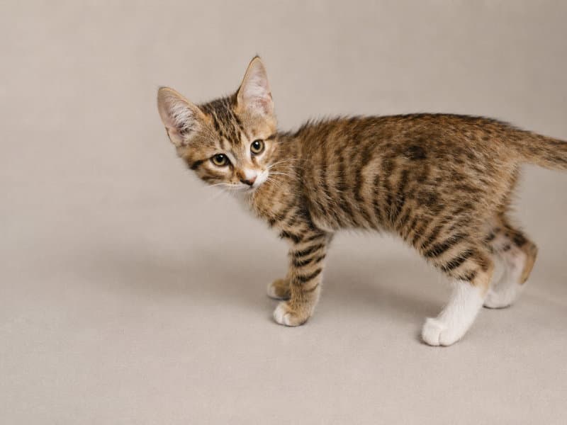 Boudreaux - Tabby