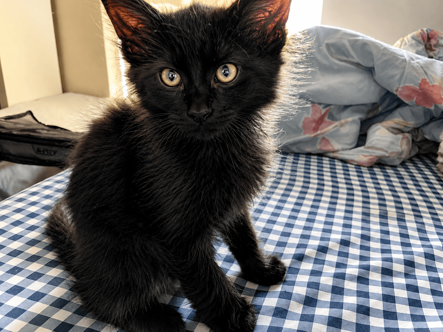 Moose - Domestic Short Hair