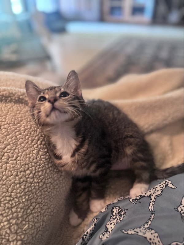 Blitz - Domestic Short Hair