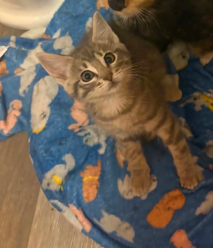 Sissy - Tabby