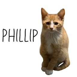 Phillip image 1
