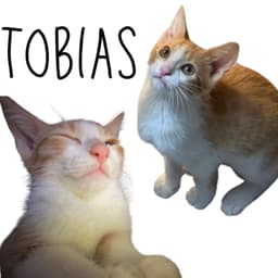 Tobias image 1