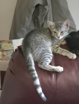 Prince Meowy image 3