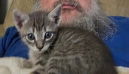 Prince Meowy image 4